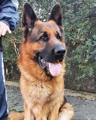 ALMAN ÇOBAN KÖPEĞİ YAVRULARI