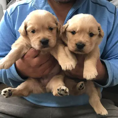 GOLDEN RETRİEVER YAVRULARI