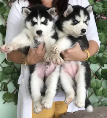 HUSKY SİBİRYA YAVRULARI