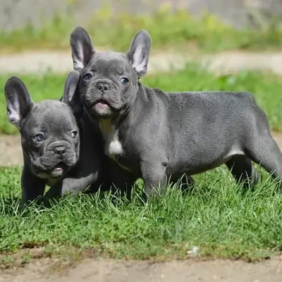 FRENCH BULLDOG PUPPIES