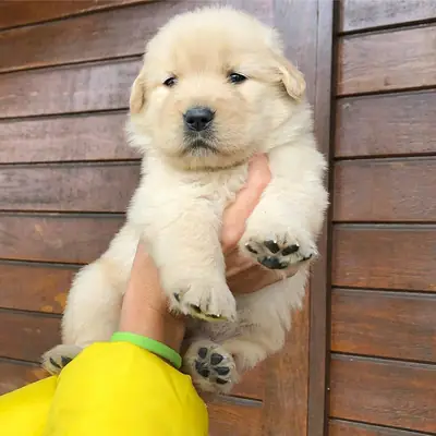 GOLDEN RETRIEVER PUPPIES