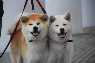 JAPON AKİTA İNU YAVRULARI