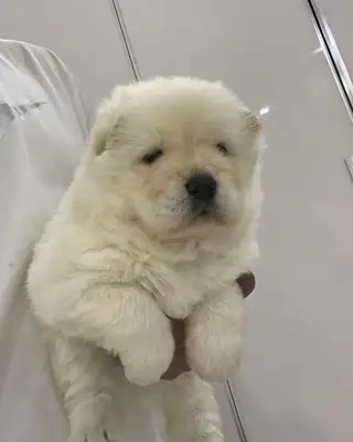 CHOW CHOW ( Çin Aslanı ) YAVRULARI