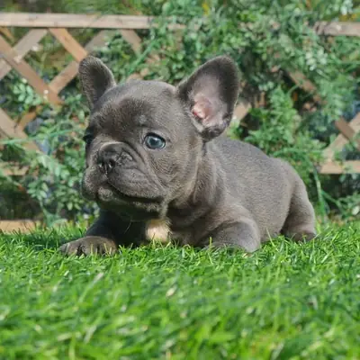 FRENCH BULLDOG YAVRULARI