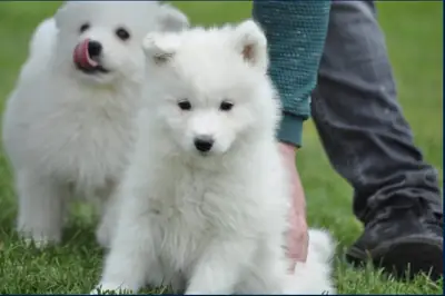 SAMOYED YAVRULARI