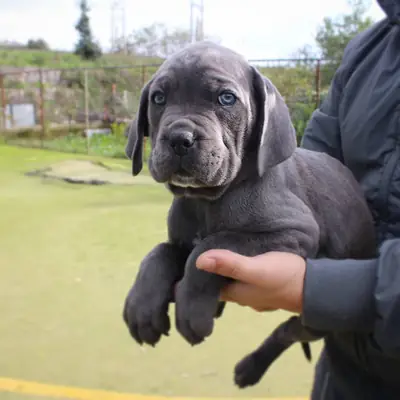 CANE CORSO YAVRULARI