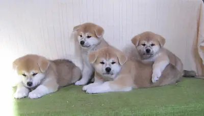 Щенки акита-ину