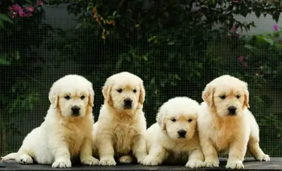 PUREBRED GOLDEN RETRIEVER PUPPIES