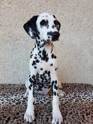 DALMATIAN PUPPIES