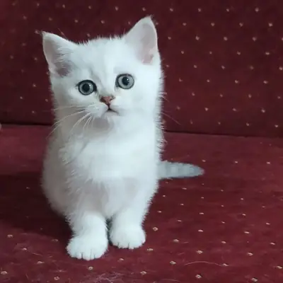 BRITISH SHORTHAIR PUPPIES