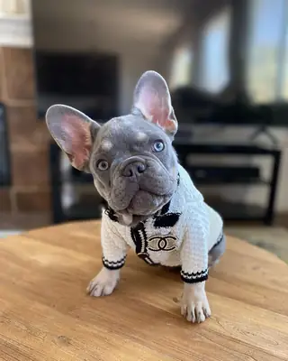 EGZOTİK FRANSIZ BULLDOG YAVRULARI