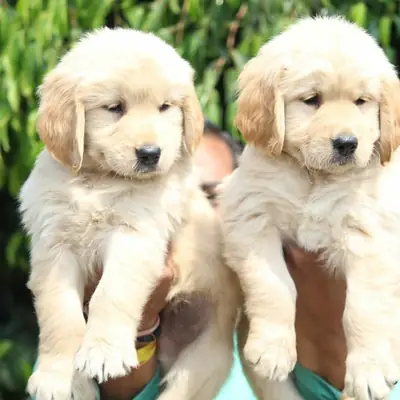 BABY-FACED GOLDEN RETRIEVER PUPPIES