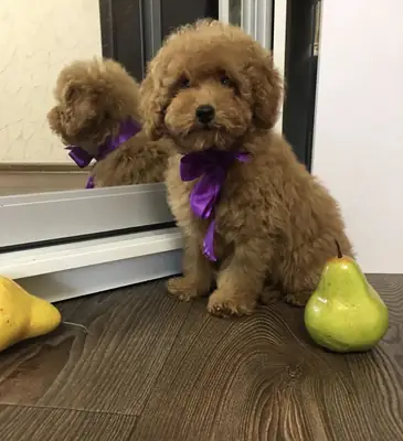 IRK GARANTİLİ TOY POODLE YAVRULARI