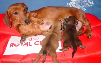 DACSHUND PUPPIES