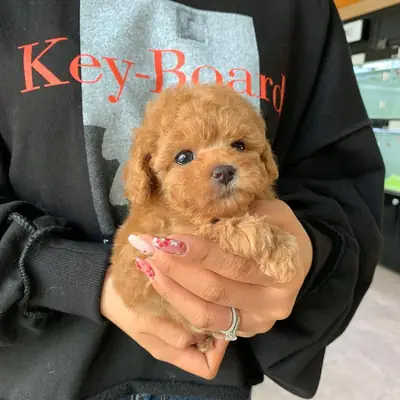 TOY POODLE YAVRULARI