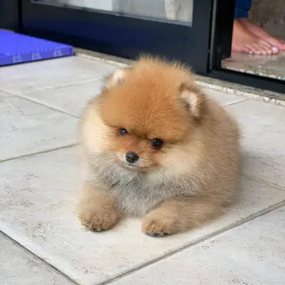 TEDDY BEAR POMERANIAN PUPPIES