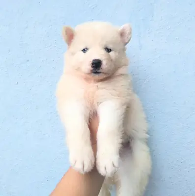 HUSKY SİBİRYA YAVRULARI