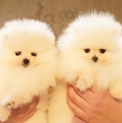 Pomeranian Boo puppies
