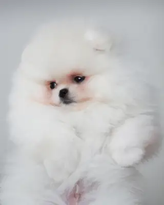 POMERANİAN BOO YAVRULARI