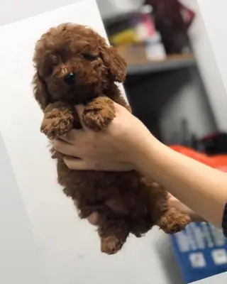 EFSANE TOY POODLE YAVRULARI