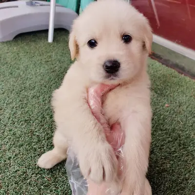 BABY FACE GOLDEN RETRİEVER YAVRULARI