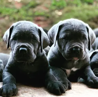CANE CORSO YAVRULARI