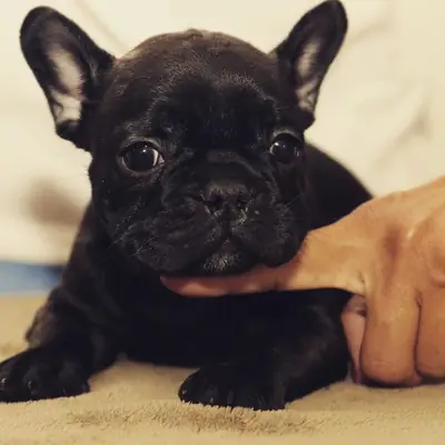 FRENCH BULLDOG YAVRULARI
