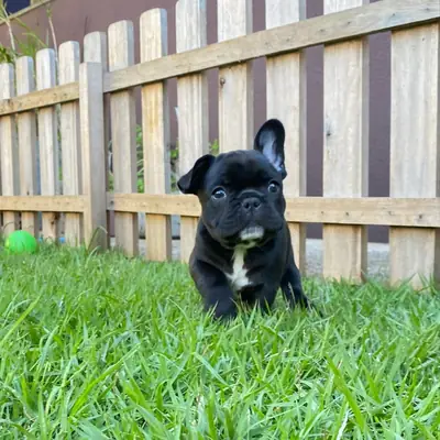 FRENCH BULLDOG ŞAHANE YAVRULAR