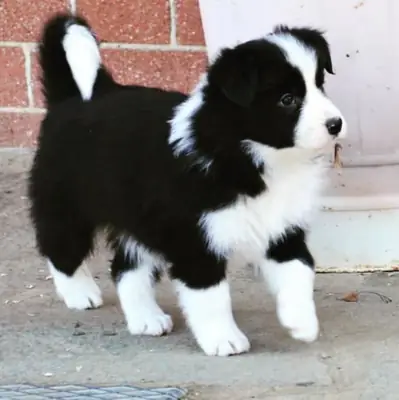 BORDER COLLİE ÖZEL YAVRULAR