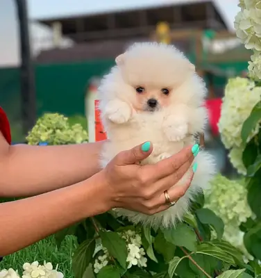 Щенки померанского шпица Бу