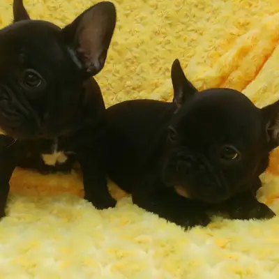 FRENCH BULLDOG YAVRULARI