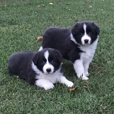 BORDER COLLİE YAVRULARI