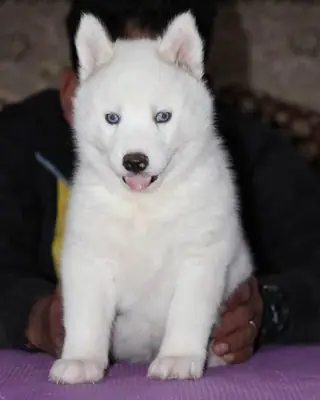 BEYAZ HUSKY SİBİRYA YAVRULARI