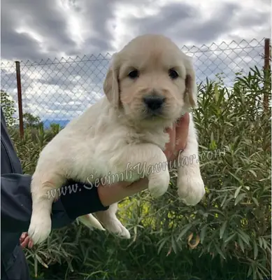 GOLDEN RETRİEVER IRK GARANTİLİ