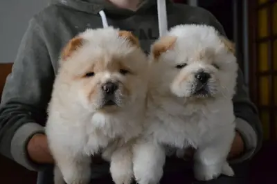 chiots Chow Chow (lion chinois)