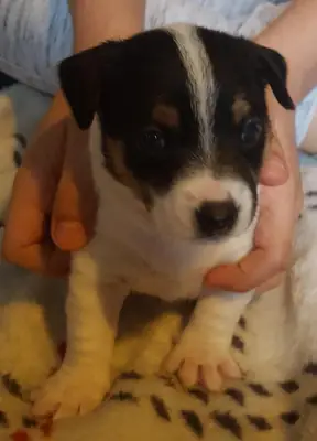 Chiots Jack Russell