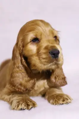 IRK GARANTİLİ COCKER YAVRULARI