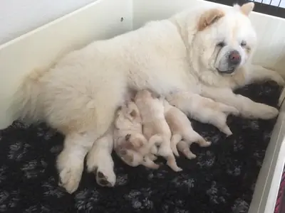 CHIOTS CHOW CHOW DE HAUTE QUALITÉ