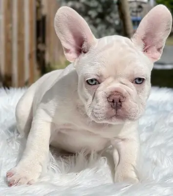 FRENCH BULLDOG YAVRULARI