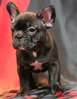 FRENCH BULLDOG YAVRULARI