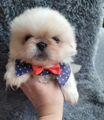 SIFIR BURUN PEKİNEZ YAVRULARI