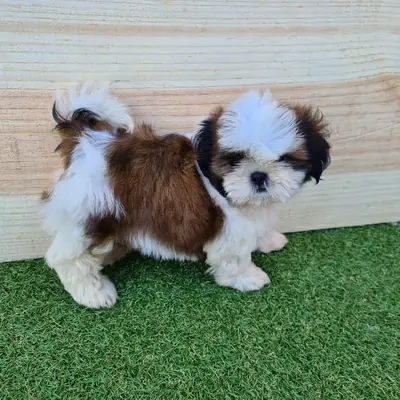 IRK GARANTİLİ SHİH TZU YAVRULARI