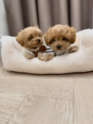 cachorros Maltipoo