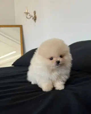 Cachorros de Pomerania Boo