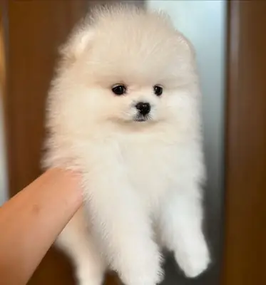 El hermoso y especial Pomerania Boo