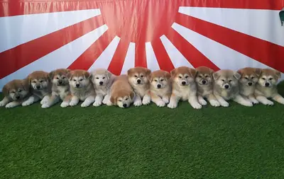 JAPON AKİTA İNU YAVRULARI