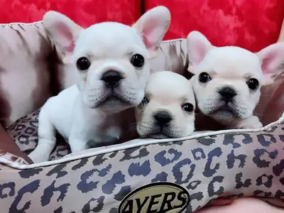Özel Renk French Bulldog Yavruları