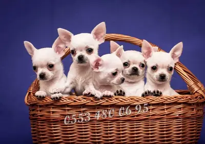 SEVİMLİ CHİHUAHUA YAVRULARI