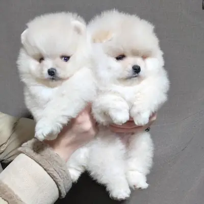  Ayı Surat Pomeranian Yavrusu İstanbul