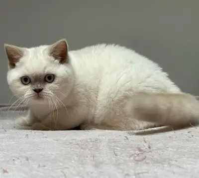 CHIOTS BRITANNIQUES À POILS COURTS